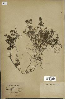 spécimen de Thymus serpyllum