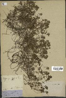 spécimen de Thymus serpyllum