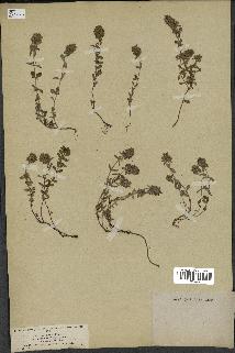 spécimen de Thymus serpyllum