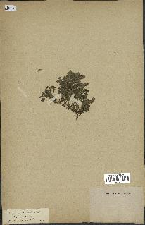 spécimen de Thymus serpyllum