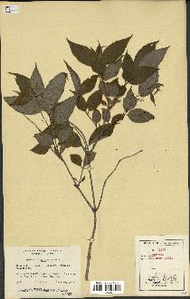 spécimen de Diervilla lonicera