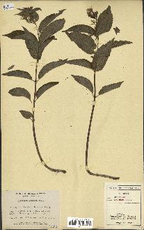spécimen de Diervilla lonicera