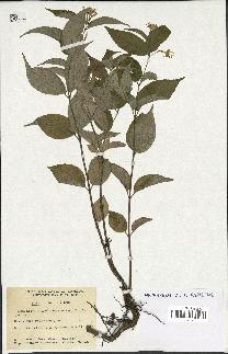 spécimen de Diervilla lonicera