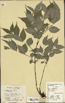 spécimen de Diervilla lonicera
