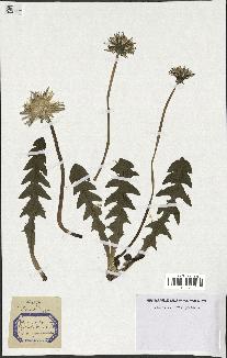 spécimen de Taraxacum officinale