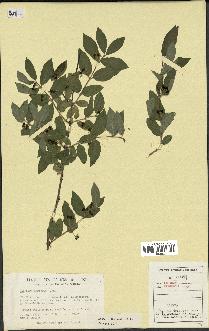 spécimen de Lonicera morrowii
