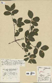 spécimen de Lonicera xylosteum