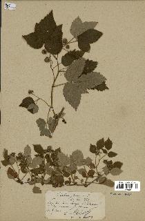 spécimen de Rubus idaeus