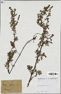 spécimen de Artemisia sp.