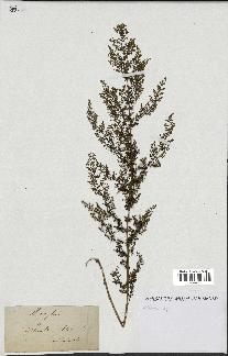 spécimen de Artemisia sp.