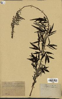 spécimen de Artemisia sp.