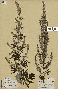 spécimen de Artemisia vulgaris