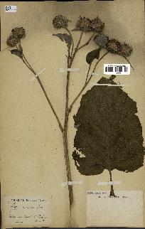 spécimen de Arctium tomentosum