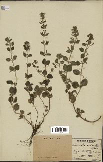 spécimen de Calamintha menthifolia