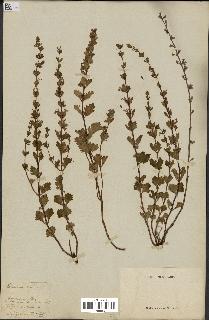 spécimen de Teucrium lucidum