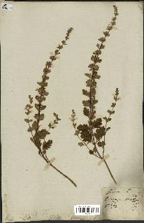 spécimen de Teucrium lucidum