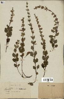 spécimen de Teucrium lucidum