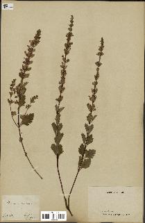 spécimen de Teucrium lucidum