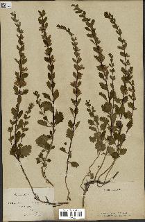 spécimen de Teucrium lucidum