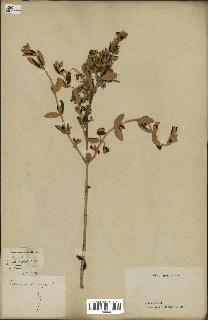 spécimen de Teucrium fruticans