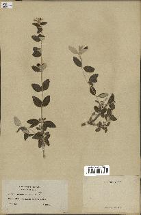 spécimen de Teucrium fruticans