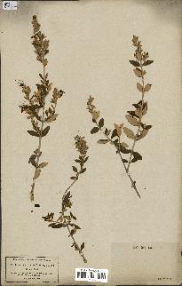 spécimen de Teucrium fruticans