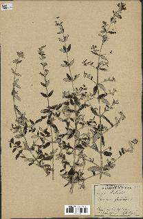 spécimen de Teucrium fruticans