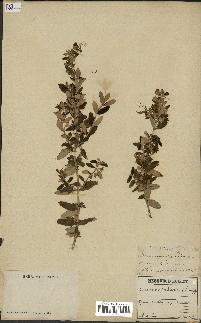 spécimen de Teucrium fruticans