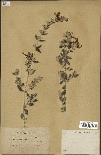 spécimen de Teucrium fruticans