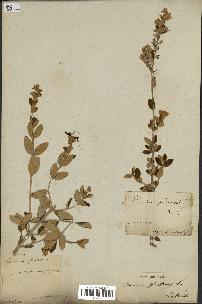 spécimen de Teucrium fruticans