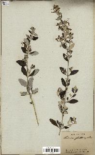 spécimen de Teucrium fruticans