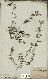 spécimen de Teucrium fruticans