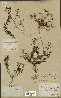 spécimen de Linaria pedunculata