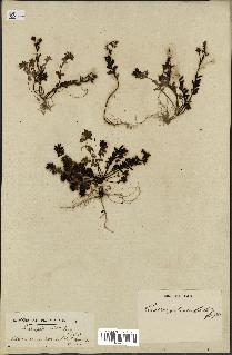 spécimen de Linaria pedunculata