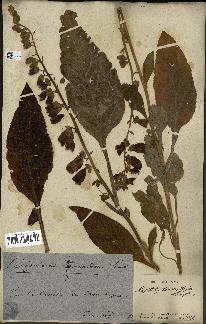 spécimen de Digitalis purpurea