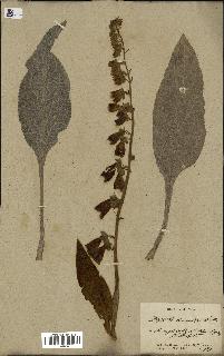 spécimen de Digitalis purpurea