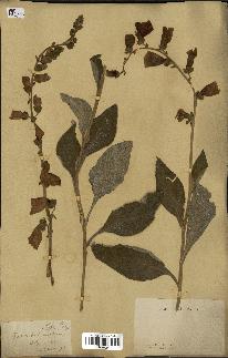 spécimen de Digitalis purpurea