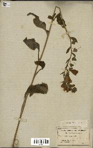 spécimen de Digitalis purpurea