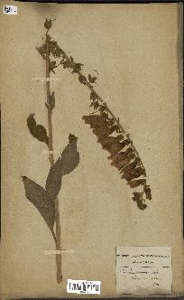 spécimen de Digitalis purpurea