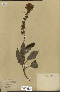 spécimen de Digitalis purpurea