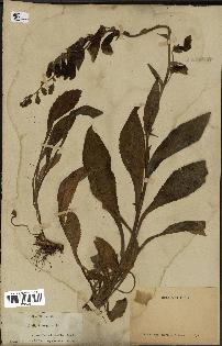spécimen de Digitalis purpurea