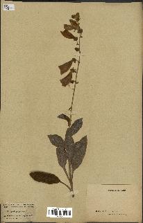spécimen de Digitalis purpurea