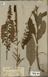 spécimen de Digitalis purpurea