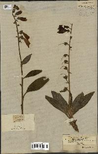 spécimen de Digitalis purpurea