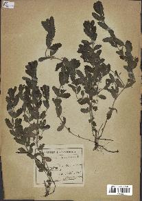 spécimen de Teucrium scordium