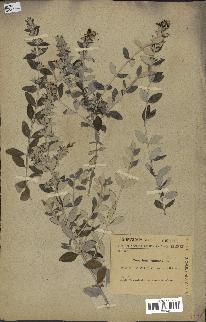 spécimen de Teucrium fruticans