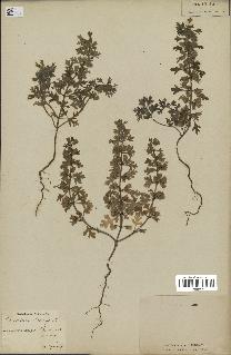 spécimen de Teucrium botrys