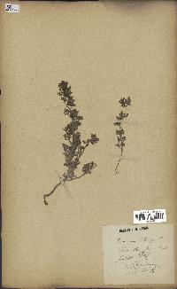 spécimen de Teucrium botrys