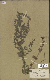 spécimen de Teucrium scordium