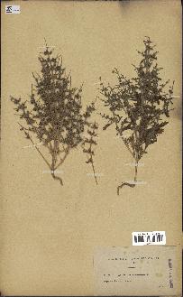 spécimen de Teucrium spinosum